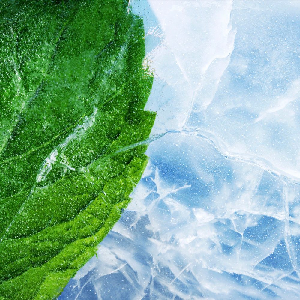 Mint Freeze