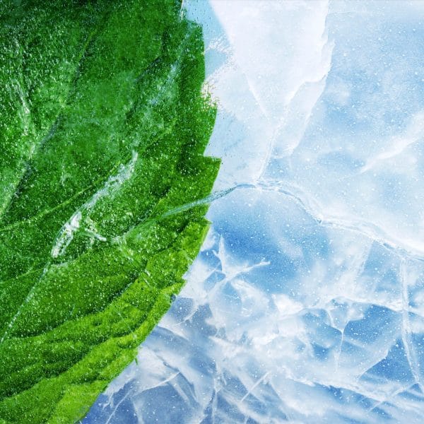 Mint Freeze